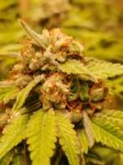 Cherry Diesel HQ Hybrid Cannabis UK for Sale | BritishKnightsShop.com - Image 3