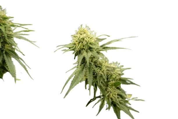 05d624a154f7dd790426f3a896d78d624ae0c637 1500x1000 removebg preview