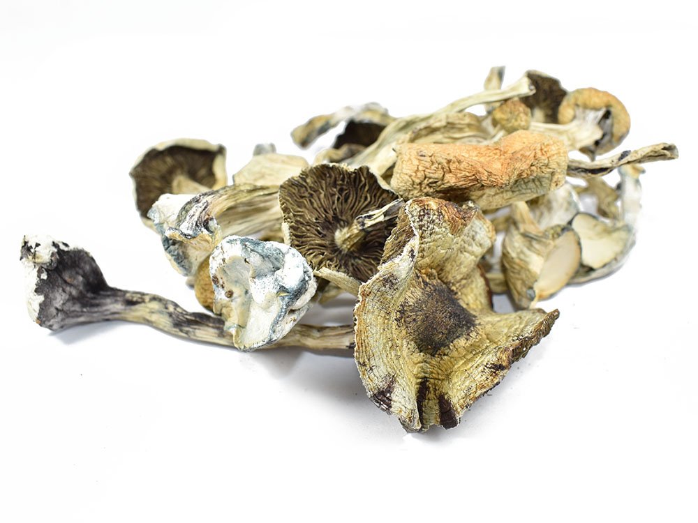 albino a dried mushrooms denver